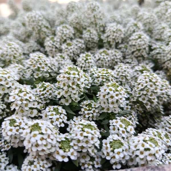 Close-up of Lobularia 'Snow Crystal' Sweet Alyssum in a 10cm pot, featuring densely packed small white flowers with green centres, flowering outdoors.