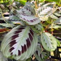 Close-up of Maranta 'Green and Black Prayer Plant' 10" (Hanging Basket), featuring dark purple markings, light green edges, and small white flowers nestled in lush foliage—an ideal choice for a vibrant hanging display.