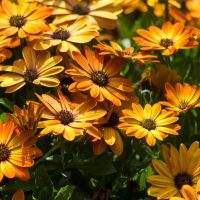 A cluster of vibrant orange and yellow daisy-like flowers with dark centers, surrounded by green leaves in bright sunlight.