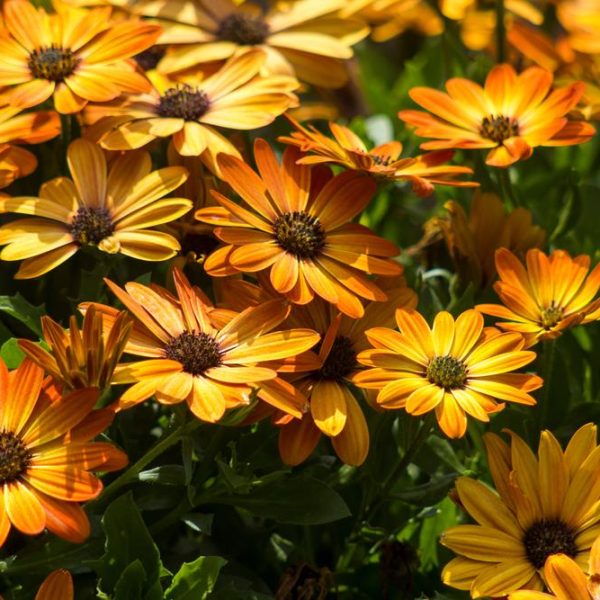 A cluster of vibrant orange and yellow daisy-like flowers with dark centers, surrounded by green leaves in bright sunlight.