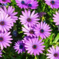 A cluster of vibrant purple daisy-like flowers with dark centers, surrounded by green foliage in bright sunlight.