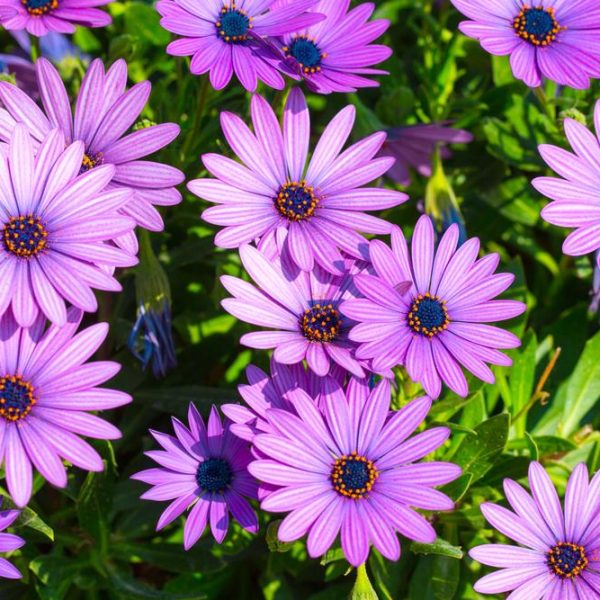 A cluster of vibrant purple daisy-like flowers with dark centers, surrounded by green foliage in bright sunlight.