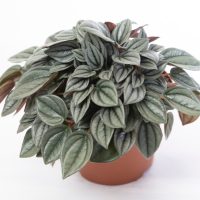 A potted Peperomia caperata plant with silver-green, textured leaves displayed against a white background.