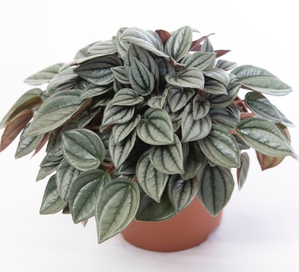 A potted Peperomia caperata plant with silver-green, textured leaves displayed against a white background.