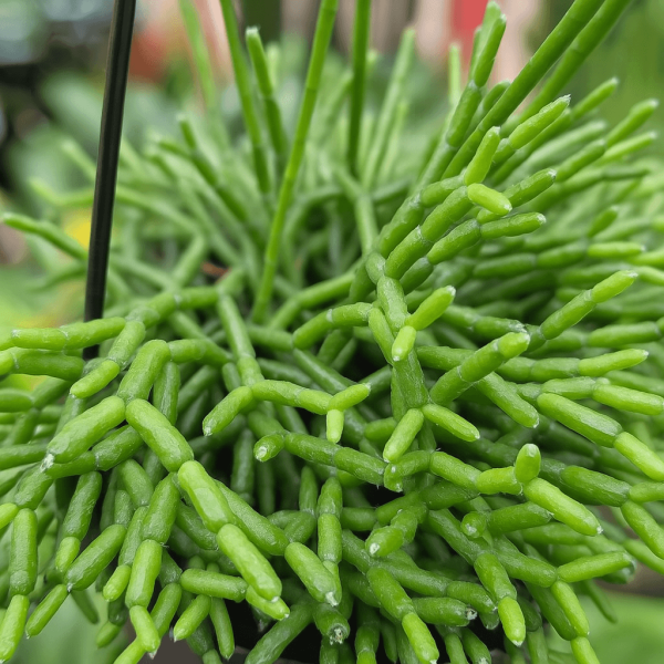 Close-up of Rhipsalis cereuscula 'Mistletoe Cactus' in a 5" hanging basket, featuring dense clusters of thin, green cylindrical stems—ideal for adding lush greenery to your space.