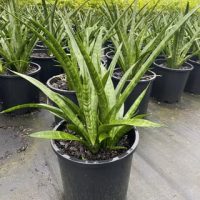 A Sansevieria 'Parva' in an 8" pot with long, upright green leaves is displayed outdoors among similar plants in black containers.