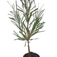 A potted young plant with long, slender green leaves and a thin stem, set against a plain white background.