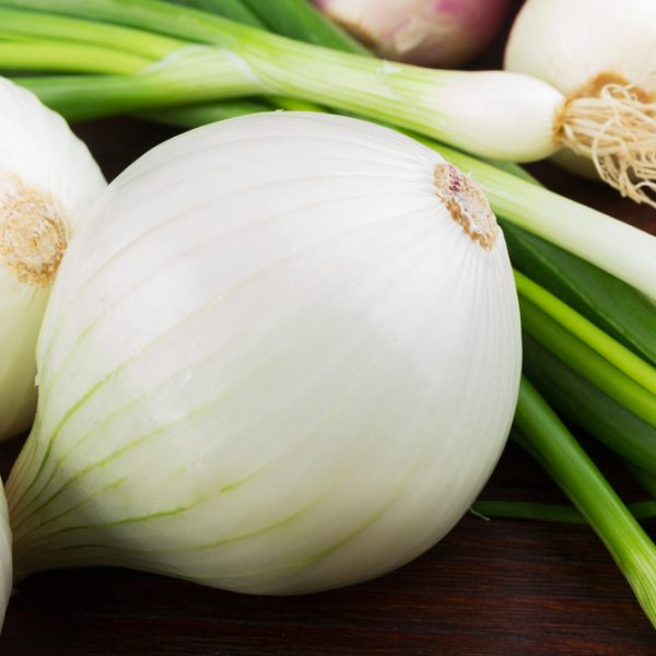 Allium 'White Onion' 4" Pot