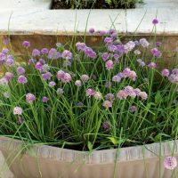 Chives 4" Pot