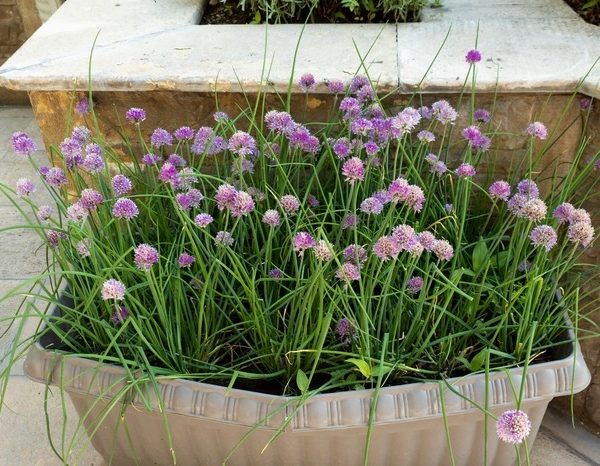 Chives 4" Pot