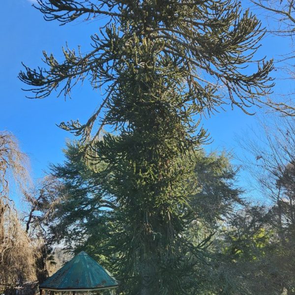 An Araucaria 'Monkey Puzzle' 45L Pot stands tall in a grassy park near a wooden bandstand, all beneath a clear blue sky.