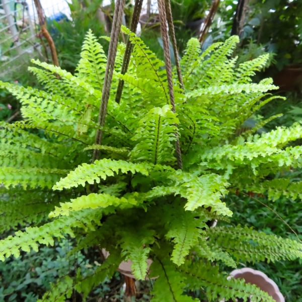 Ferns 'Assorted' 8" Pot Hanging Baskets