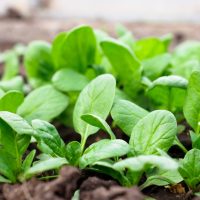 Spinach 'Baby' 4" Pot