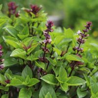 Basil 'Thai' 4" Pot