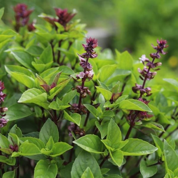 Basil 'Thai' 4" Pot