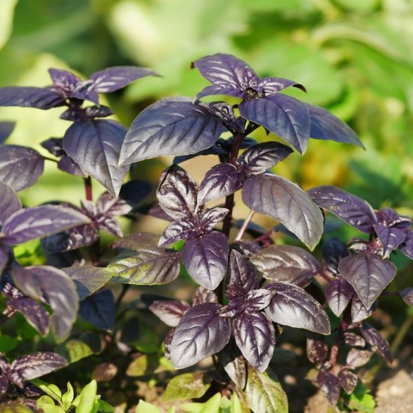 Basil 'Purple Ruffles' 4" Pot