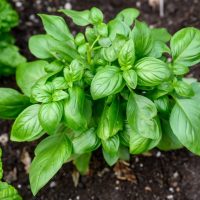 Basil 'Sweet' 4" Pot