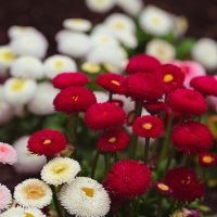 Brighten your garden beds with Bellis 'Bellissima Mix' Common Daisy 10cm Pot, featuring clusters of red, white, and pale pink blooms that stand out beautifully against dark soil.