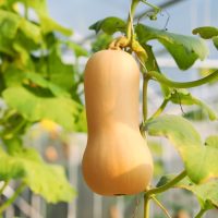 Pumpkin 'Butternut' 4" Pot