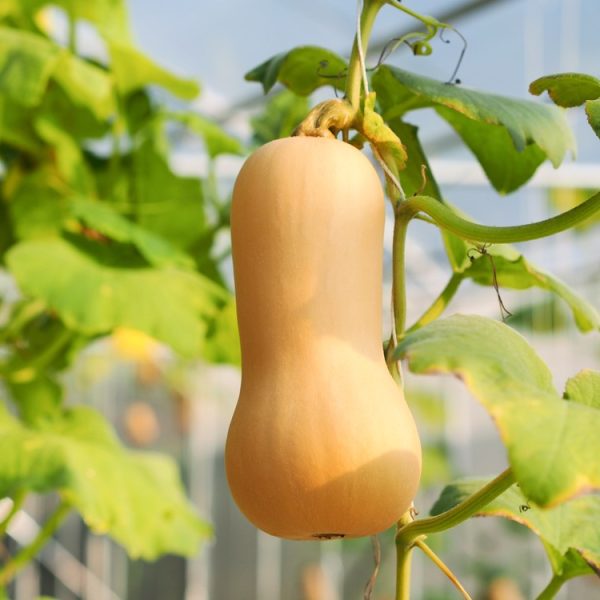 Pumpkin 'Butternut' 4" Pot