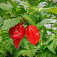 Capsicum 'Carolina Reaper' Chilli Pepper 4" Pot