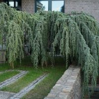 Cedrus 'Green Cedar' Weeping 24" Pot