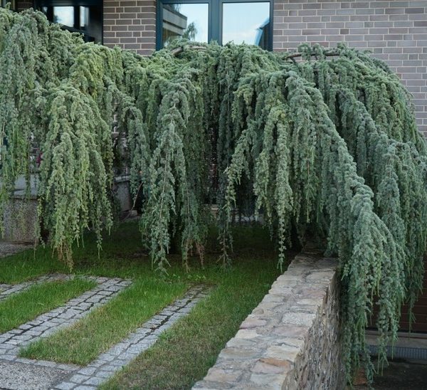 Cedrus 'Green Cedar' Weeping 24" Pot