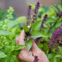 Basil 'Cinnamon' 4" Pot