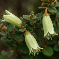 Close-up of Correa 'Roundleaf' Native Fuchsia 6" Pot, displaying fuzzy green oval leaves and three pale green tubular flowers with dark purple stamens against a blurred background.
