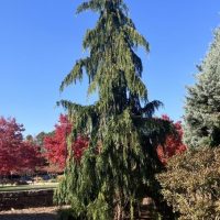 Cupressus 'Alaskan Weeping Cedar' 8" Pot