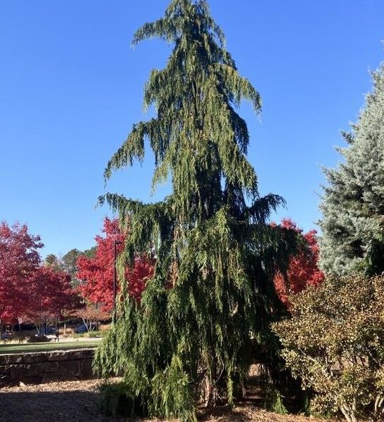 Cupressus 'Alaskan Weeping Cedar' 8" Pot