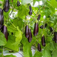 Eggplant 'Supreme' 4" Pot