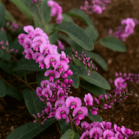 The Hardenbergia 'Candy Crawl' 15cm Pot features clusters of small purple-pink flowers and elongated green leaves, growing low near the brown soil.