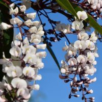 Graceful clusters of snow white and pale pink flowers with green leaves adorn the Hardenbergia 'Snow White' 15cm Pot, perfect for brightening any space.