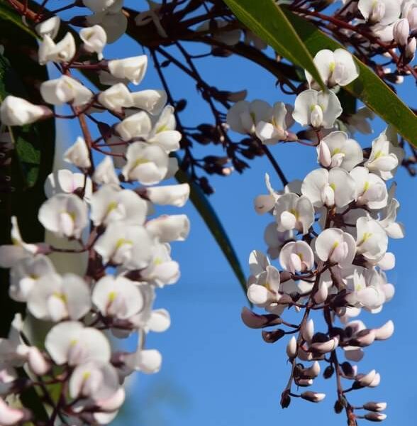 Graceful clusters of snow white and pale pink flowers with green leaves adorn the Hardenbergia 'Snow White' 15cm Pot, perfect for brightening any space.