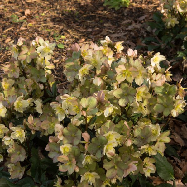 Helleborus 'Ice 'n Roses' Camelot 7" Pot