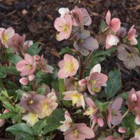 Helleborus 'Ice 'n Roses' Maestro 7" Pot