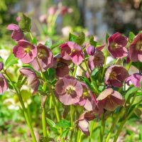Helleborus 'Ice 'n Roses' Amarela 7" Pot