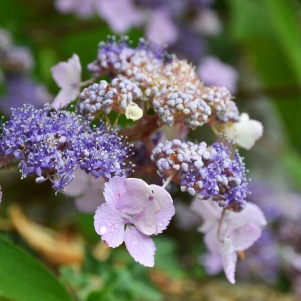 Hydrangea 'Villosa'