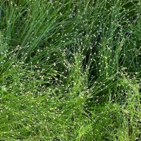 Isolepis 'Fairy Lights/Fibre Optic Grass' 6'' Pot