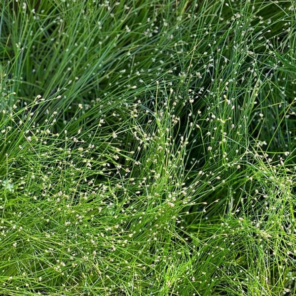 Isolepis 'Fairy Lights/Fibre Optic Grass' 6'' Pot