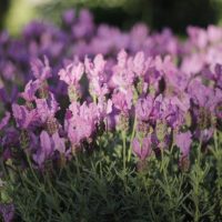 Lavandula 'Lavinnova® Pinkberry Ruffles' Lavender 6" Pot