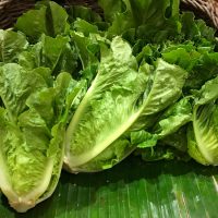 Lettuce 'Cos' 4" Pot