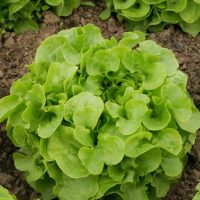 Lettuce 'Oakleaf' 4" Pot