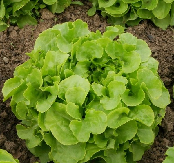 Lettuce 'Oakleaf' 4" Pot