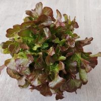 Lettuce 'Oakleaf Red' 4" Pot