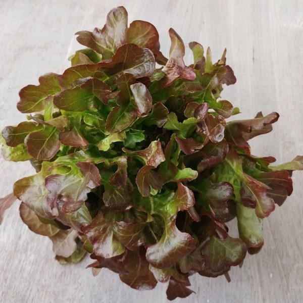 Lettuce 'Oakleaf Red' 4" Pot