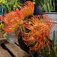Leucospermum 'Carnival® Sunrise' 6" Pot