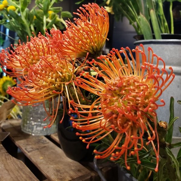 Leucospermum 'Carnival® Sunrise' 6" Pot