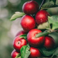 Malus 'Magnus Summer Surprise' Apple